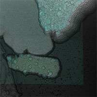 FusionScope App Note: Pearlescent Pigment Analysis