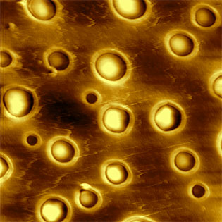 (Figure 1) AFM topography image measured with FIRE mode of two component polymer sample (polystyrene and polyolefin elastomer).