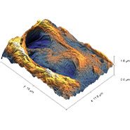 (Figure 3) 3D AFM topography image of lacunae structure.
