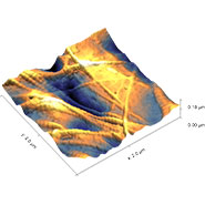 (Figure 4) High-resolution AFM image of collagen fibers located inside the lacunae structure.