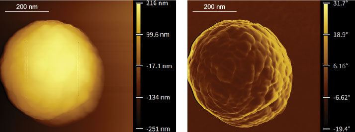 (Figure 1) Topography and phase images of a particle (600 x 600 nm with 600 x 600 pixels in the x- and y-axis). The surface roughness (RMS) shown by the dashed square (250 x 250 nm) on the image above is 25.01 nm.