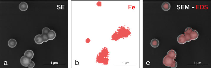 (Figure 2) SEM-EDS correlated measurements on the particles at 15 keV. While the SEM image provides high-resolution topographic information about the particles (a), X-ray analysis by EDS (b) reveals the iron core of the particles along with shell thickness (c). The field of view of the images is 3 μm, the SEM image is 4000 x 4000 pixels, and the EDS image is 200 x 200 pixels.