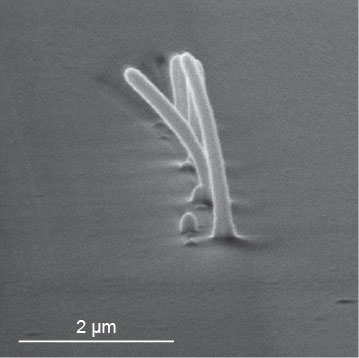 (Figure 1)  SEM close-up of 3D nanopillars fabricated by FEBID.