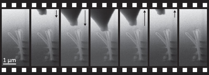(Figure 3) Frames extracted from a time-lapse SEM video of the experiment showing the approach and retraction of the AFM cantilever.