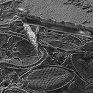 (Figure 1) SEM image of seashell surface in profile view with cantilever tip.