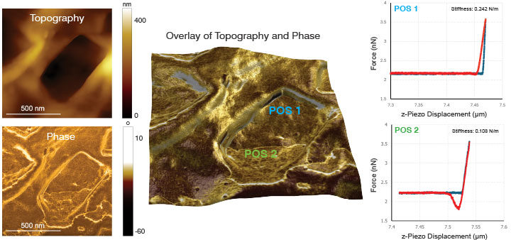 (Figure 2) (Left) High resolution AFM topography and phase images of a particle indicate a possible contamination. (Middle) Overlay of AFM topography and phase image revealing the two different materials in the crater structure. (Right) Force Distance Curves at Position 1 and Position 2 indicating different hardness and adhesion.